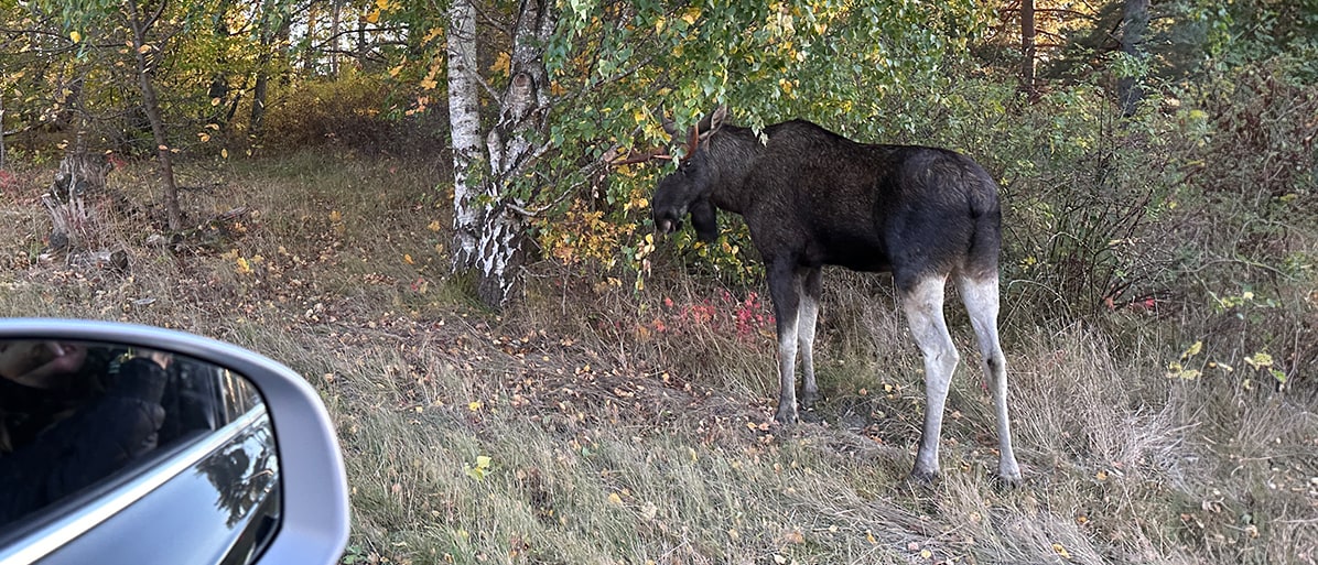 Älg vid vägkanten synlig från en bil
